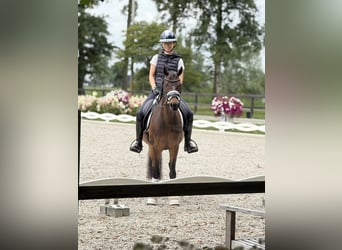 Galés-D, Caballo castrado, 15 años, 146 cm, Castaño