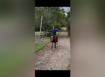 Galés-D, Caballo castrado, 15 años, 148 cm, Castaño oscuro