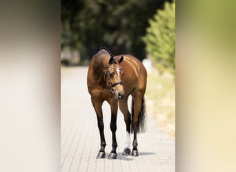 Galés-D, Caballo castrado, 15 años, 148 cm, Castaño rojizo