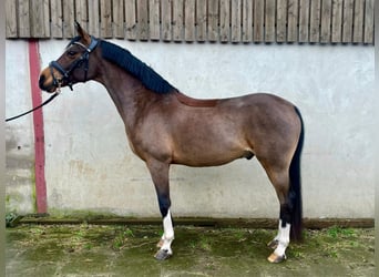 Galés-D, Caballo castrado, 15 años, 148 cm, Castaño rojizo