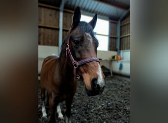 Galés-D, Caballo castrado, 15 años, 148 cm, Castaño rojizo