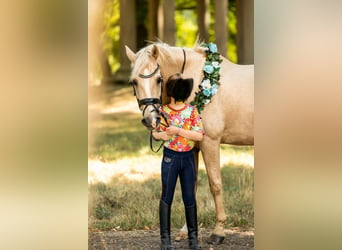 Galés-D, Caballo castrado, 15 años, 149 cm, Palomino