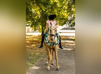 Galés-D, Caballo castrado, 15 años, 149 cm, Palomino