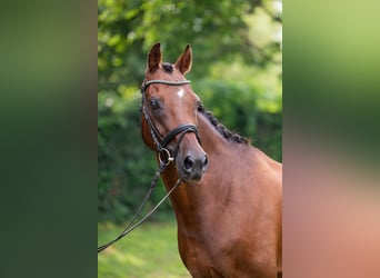 Galés-D, Caballo castrado, 15 años, 156 cm, Castaño rojizo