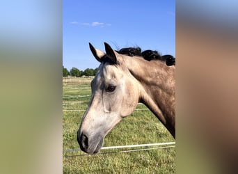 Galés-D, Caballo castrado, 15 años, 160 cm, Castaño