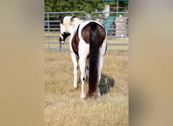 Galés-D, Caballo castrado, 16 años, 137 cm, Pío