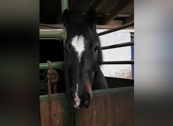 Galés-D, Caballo castrado, 16 años, 162 cm, Castaño oscuro