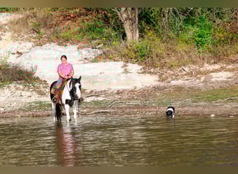 Galés-D, Caballo castrado, 17 años, 137 cm, Pío