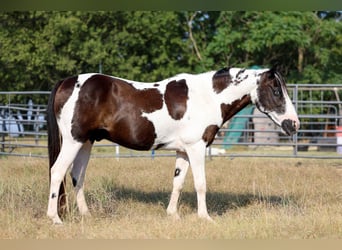 Galés-D, Caballo castrado, 17 años, 137 cm, Pío