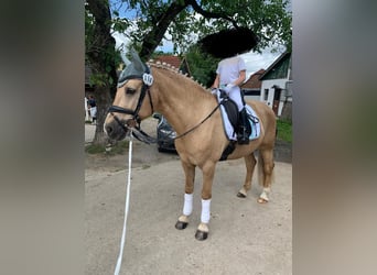 Galés-D, Caballo castrado, 19 años, 148 cm, Palomino
