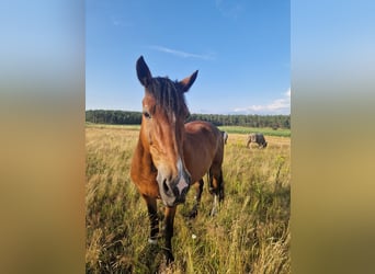 Galés-D, Caballo castrado, 19 años, 156 cm, Castaño