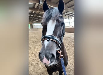 Galés-D, Caballo castrado, 20 años, 146 cm, Negro