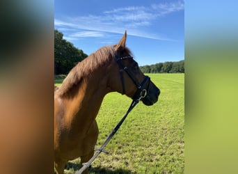 Galés-D, Caballo castrado, 20 años, 148 cm, Alazán