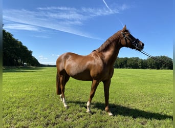 Galés-D, Caballo castrado, 20 años, 148 cm, Alazán