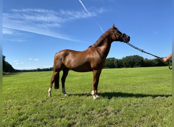 Galés-D, Caballo castrado, 20 años, 148 cm, Alazán