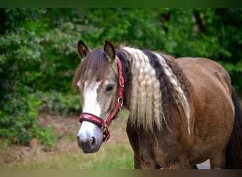 Galés-D Mestizo, Caballo castrado, 2 años, 130 cm, Pío