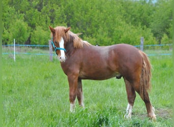 Galés-D, Caballo castrado, 2 años, 145 cm, Alazán