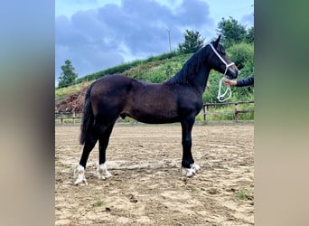 Galés-D, Caballo castrado, 2 años, 152 cm, Castaño oscuro