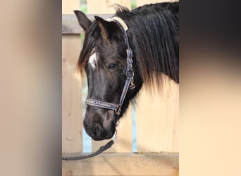 Galés-D, Caballo castrado, 2 años, Castaño oscuro