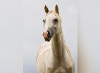 Galés-D, Caballo castrado, 2 años, Palomino