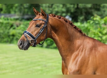 Galés-D, Caballo castrado, 3 años, 146 cm, Alazán