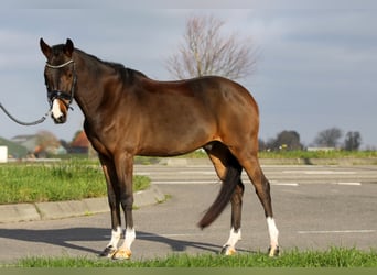 Galés-D, Caballo castrado, 3 años, 146 cm, Castaño