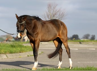 Galés-D, Caballo castrado, 3 años, 146 cm, Castaño