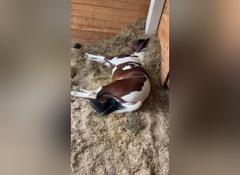 Galés-D Mestizo, Caballo castrado, 3 años, 146 cm, Pío