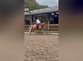 Galés-D, Caballo castrado, 3 años, 147 cm, Alazán