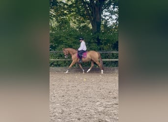 Galés-D, Caballo castrado, 3 años, 147 cm, Alazán