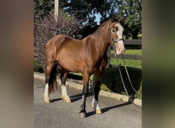 Galés-D, Caballo castrado, 3 años, 148 cm, Castaño rojizo