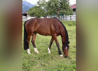 Galés-D, Caballo castrado, 3 años, 153 cm, Castaño