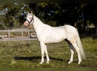 Galés-D, Caballo castrado, 4 años, 140 cm, Cremello