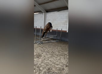 Galés-D, Caballo castrado, 4 años, 145 cm, Castaño