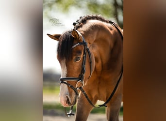Galés-D, Caballo castrado, 4 años, 145 cm, Castaño