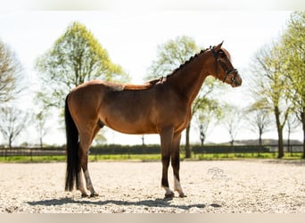 Galés-D, Caballo castrado, 4 años, 145 cm, Castaño