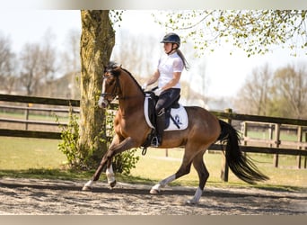 Galés-D, Caballo castrado, 4 años, 145 cm, Castaño