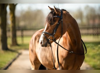 Galés-D, Caballo castrado, 4 años, 145 cm, Castaño