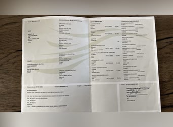 Galés-D, Caballo castrado, 4 años, 145 cm, Castaño