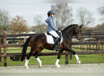 Galés-D, Caballo castrado, 4 años, 146 cm, Castaño