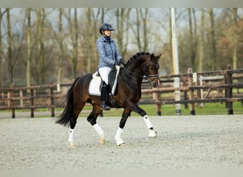 Galés-D, Caballo castrado, 4 años, 146 cm, Castaño