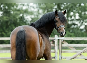 Galés-D, Caballo castrado, 4 años, 146 cm, Castaño