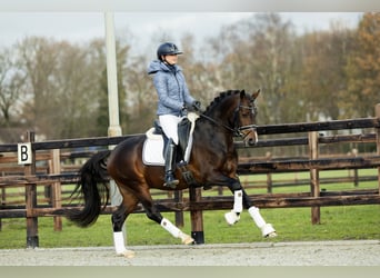 Galés-D, Caballo castrado, 4 años, 146 cm, Castaño