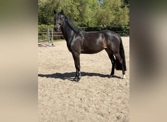Galés-D, Caballo castrado, 4 años, 147 cm, Castaño oscuro