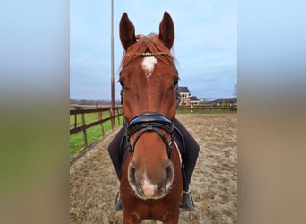 Galés-D, Caballo castrado, 4 años, 148 cm, Alazán