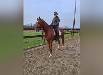 Galés-D, Caballo castrado, 4 años, 148 cm, Alazán