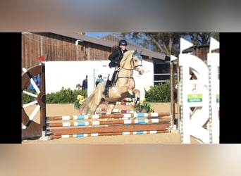 Galés-D, Caballo castrado, 4 años, 148 cm, Palomino