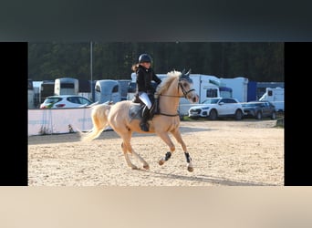 Galés-D, Caballo castrado, 4 años, 148 cm, Palomino