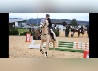 Galés-D, Caballo castrado, 4 años, 148 cm, Palomino