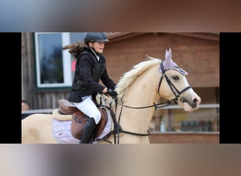 Galés-D, Caballo castrado, 4 años, 148 cm, Palomino